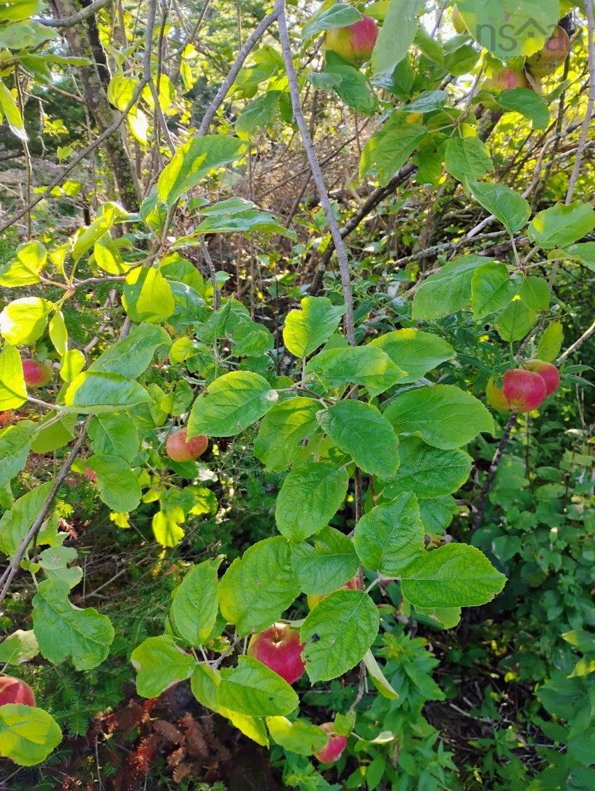 Acreage Highway No 7, Harrigan Cove, NS (MLS 202526692)