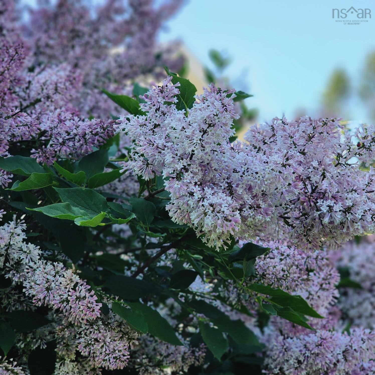 55 Oakmount Drive, Bedford, NS (MLS 202529033)