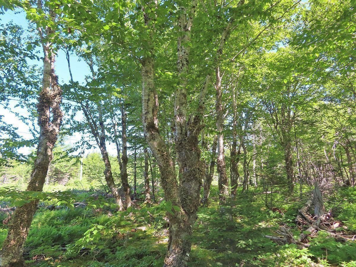 $375,000.00: 118 Acres Loch Lomond Road, Big Pond