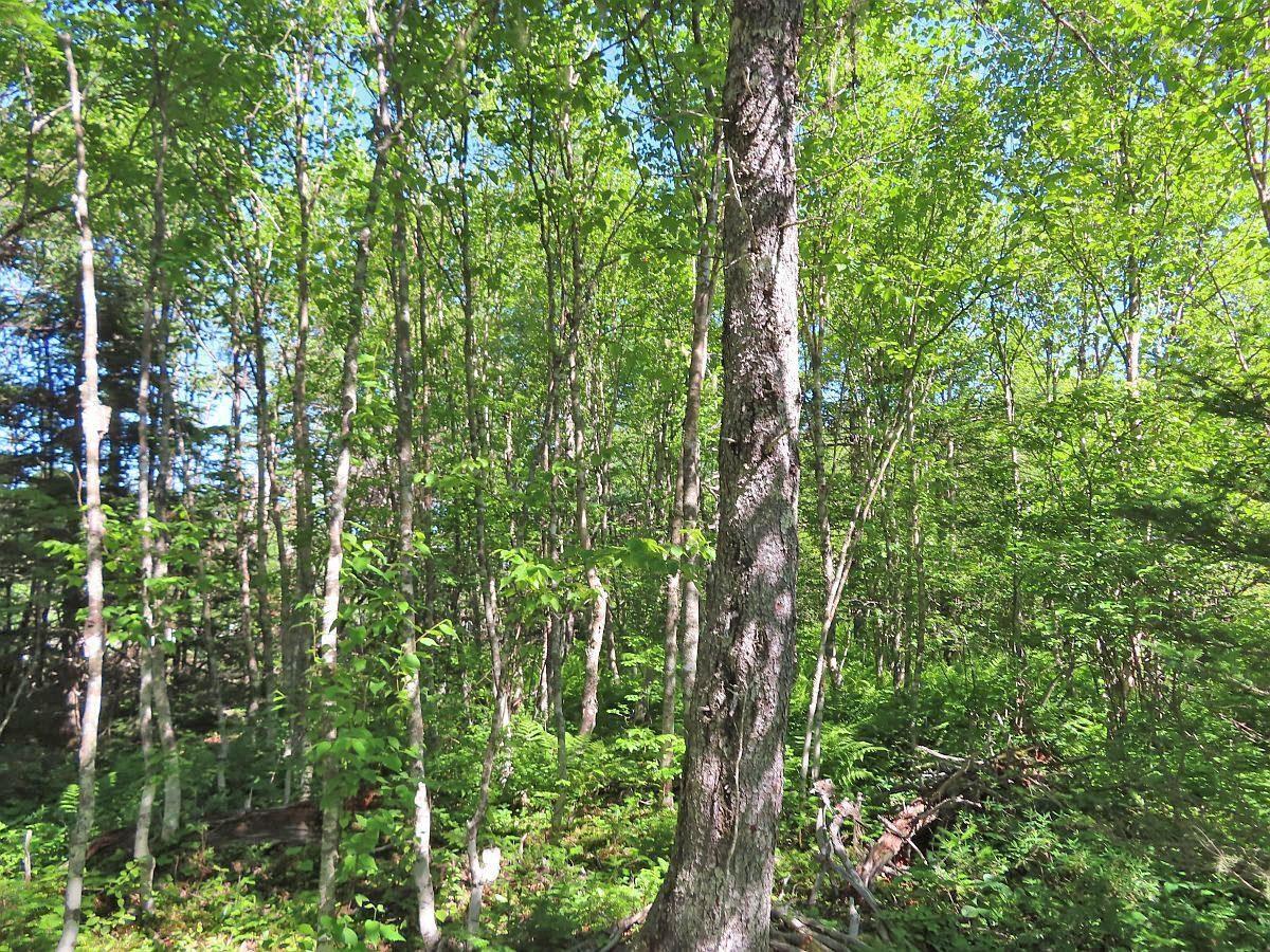 $375,000.00: 118 Acres Loch Lomond Road, Big Pond