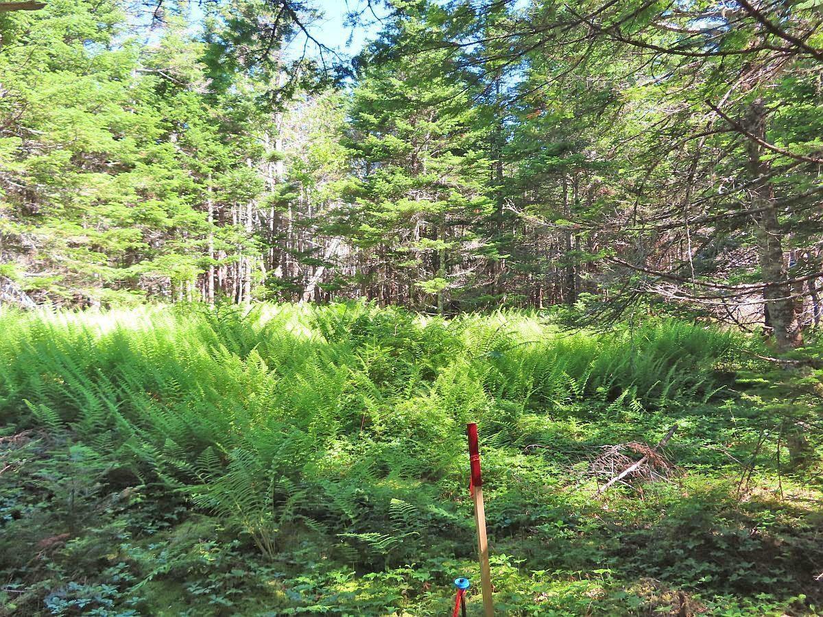 $375,000.00: 118 Acres Loch Lomond Road, Big Pond