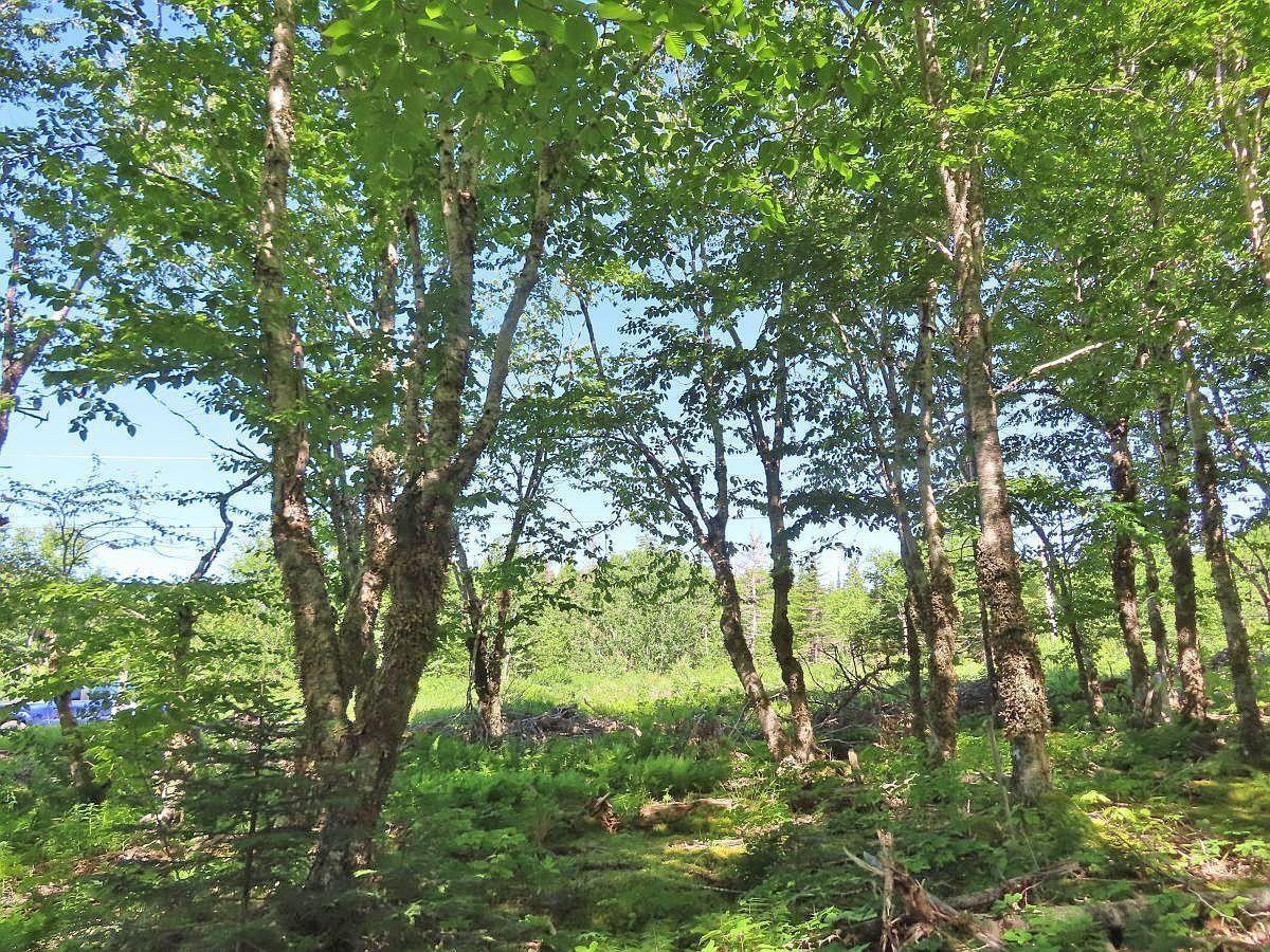 $375,000.00: 118 Acres Loch Lomond Road, Big Pond