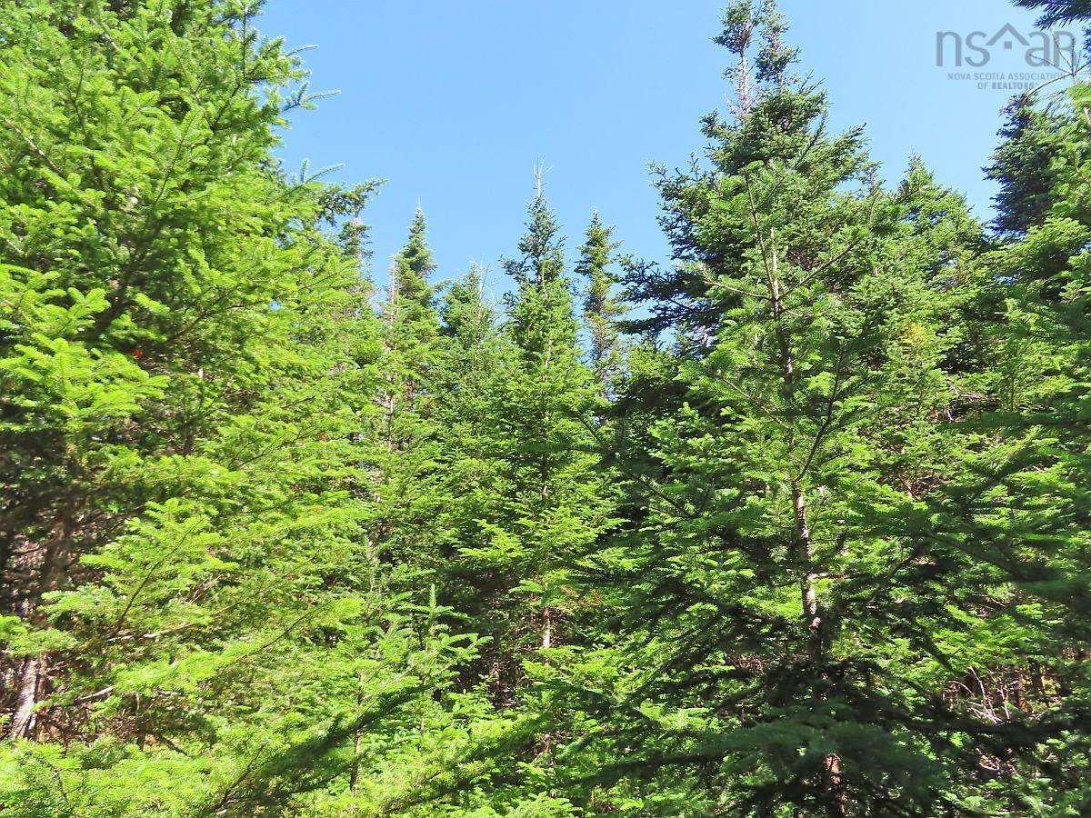 $375,000.00: 118 Acres Loch Lomond Road, Big Pond