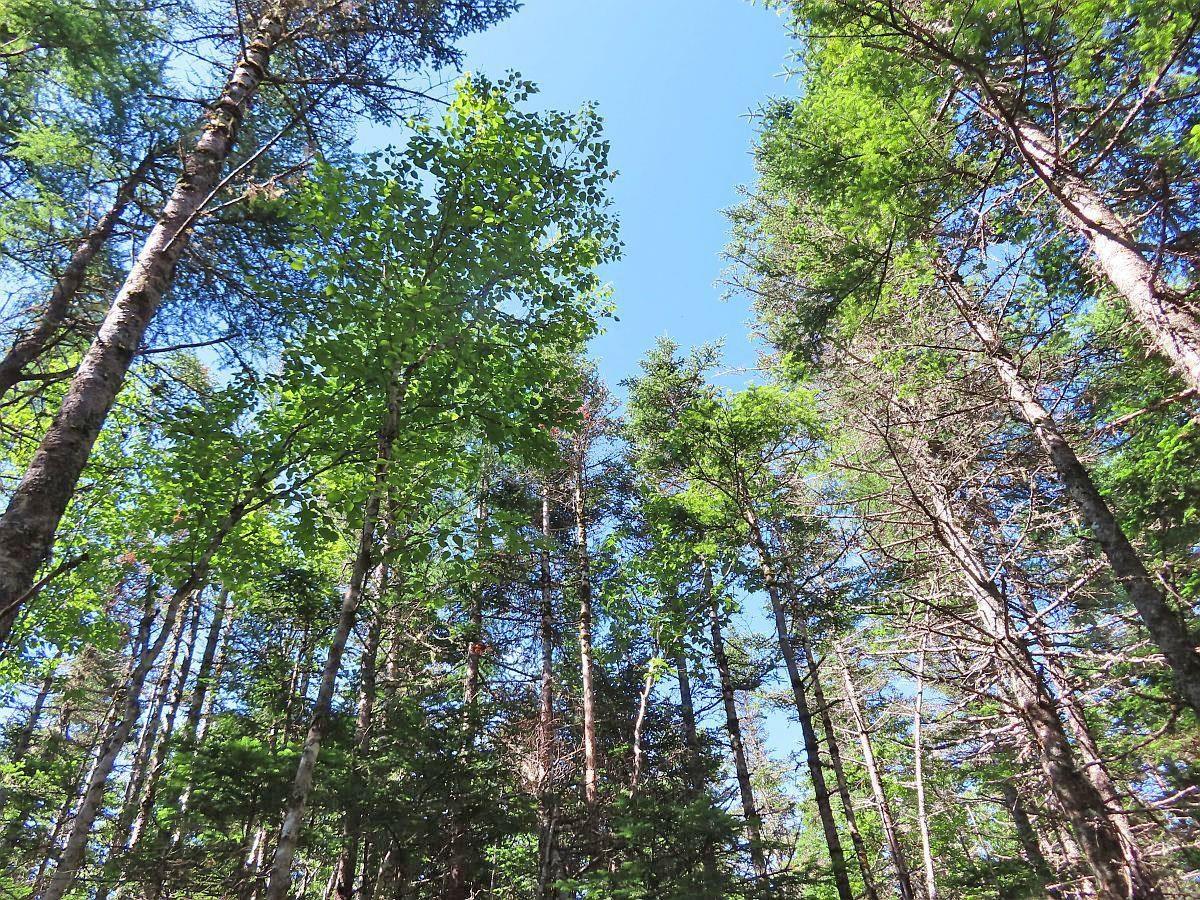 $375,000.00: 118 Acres Loch Lomond Road, Big Pond