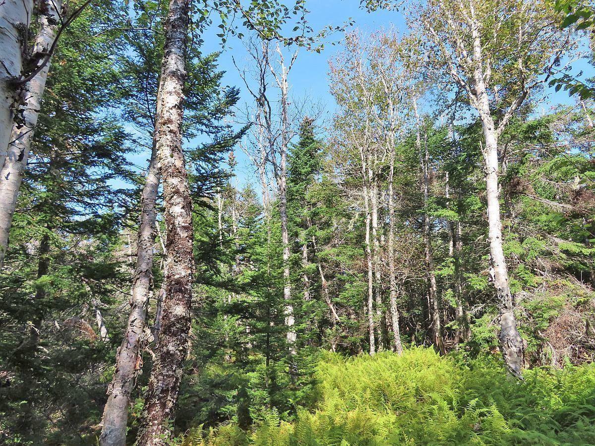 $375,000.00: 118 Acres Loch Lomond Road, Big Pond