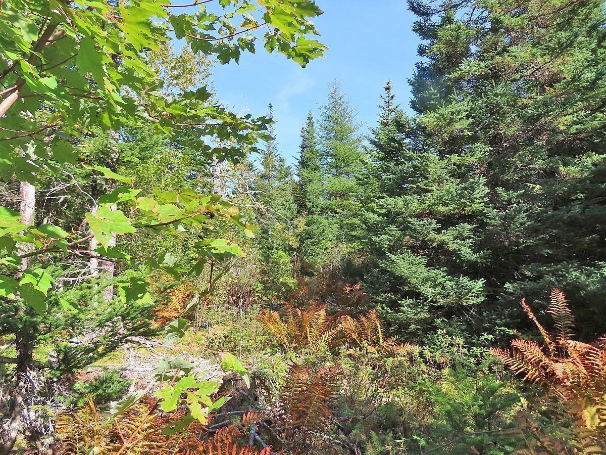 $375,000.00: 118 Acres Loch Lomond Road, Big Pond