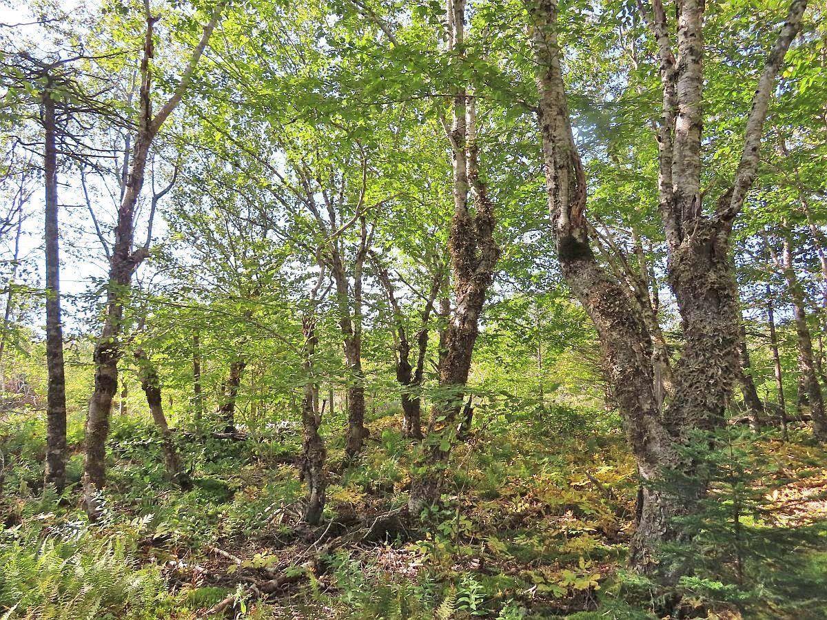 $375,000.00: 118 Acres Loch Lomond Road, Big Pond