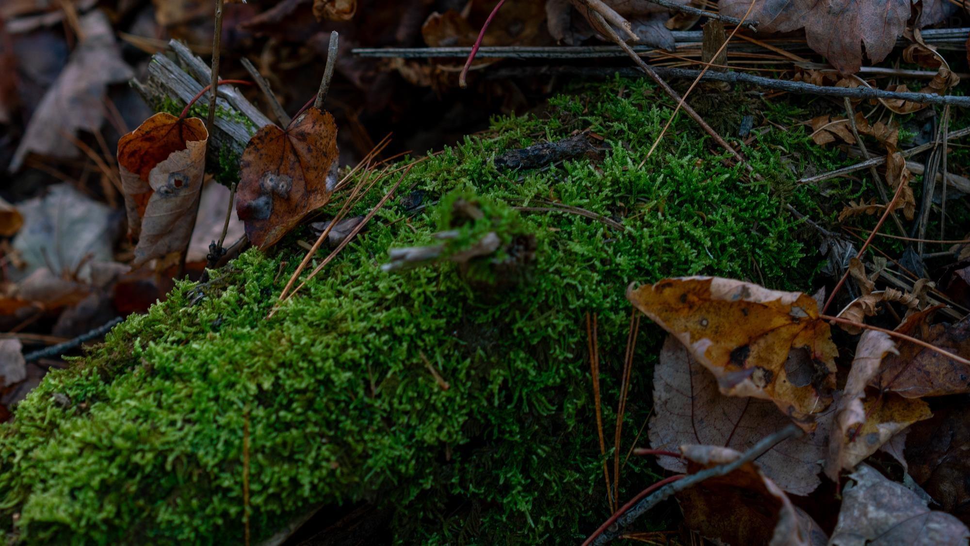 $38,500.00: LOT BR-1 Bowers Road, Lower Ohio