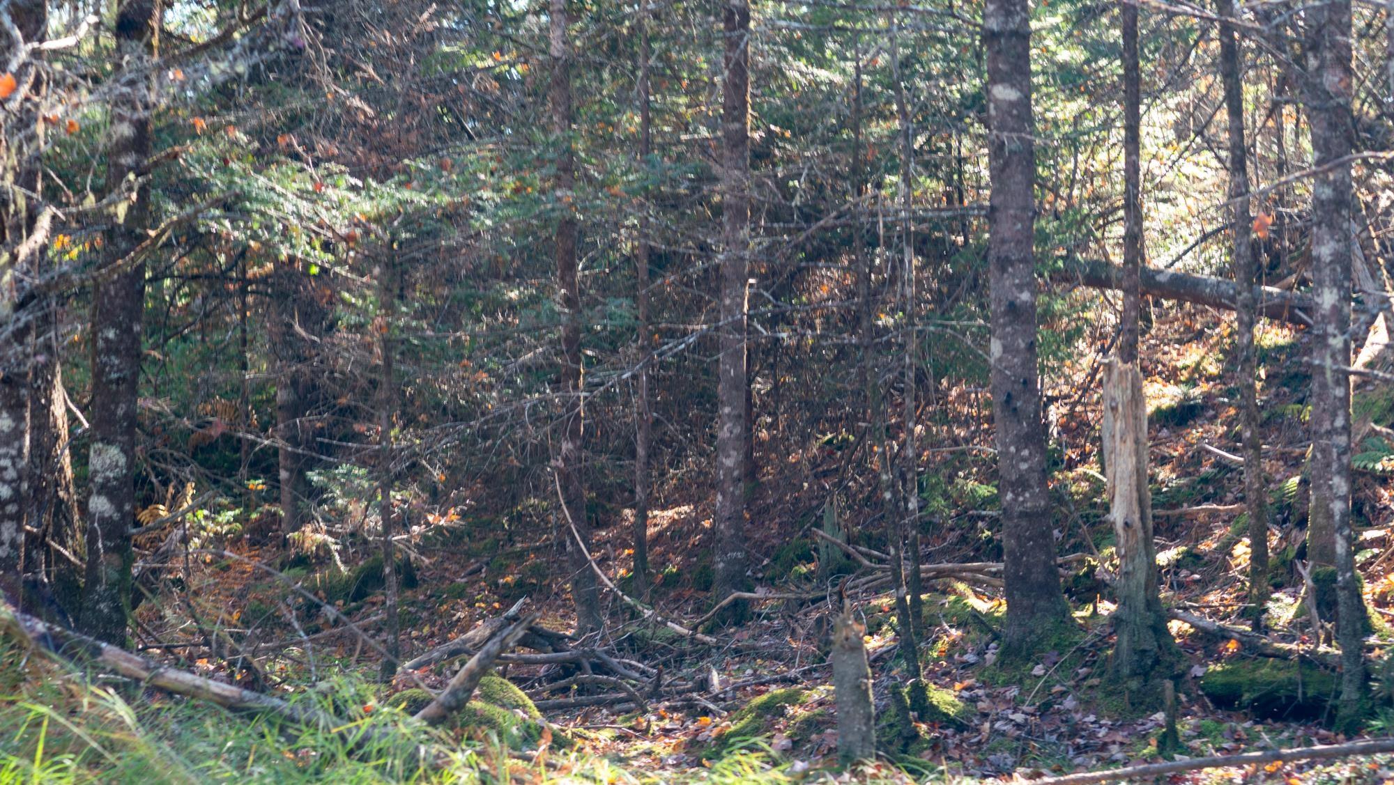 $38,500.00: LOT BR-1 Bowers Road, Lower Ohio