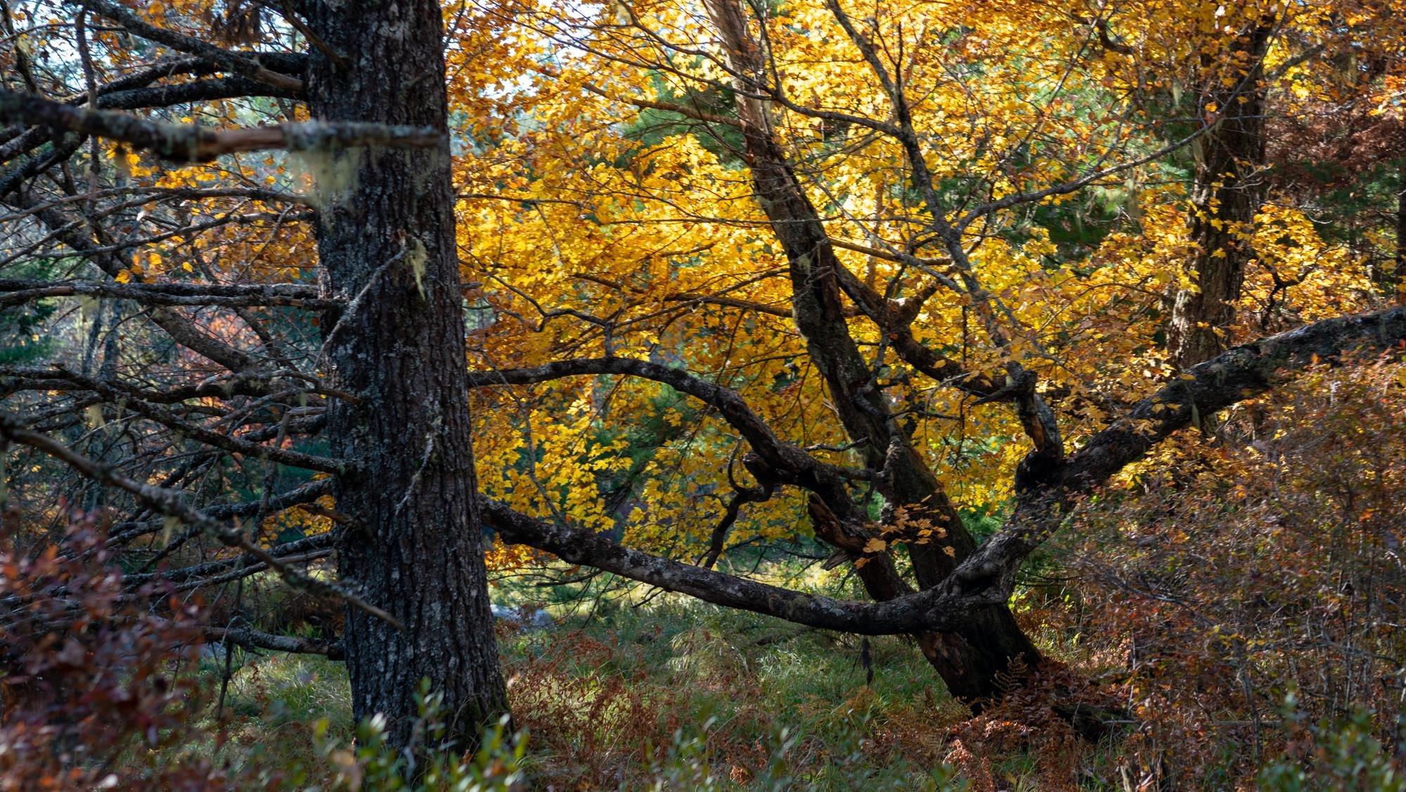 $38,500.00: LOT BR-1 Bowers Road, Lower Ohio