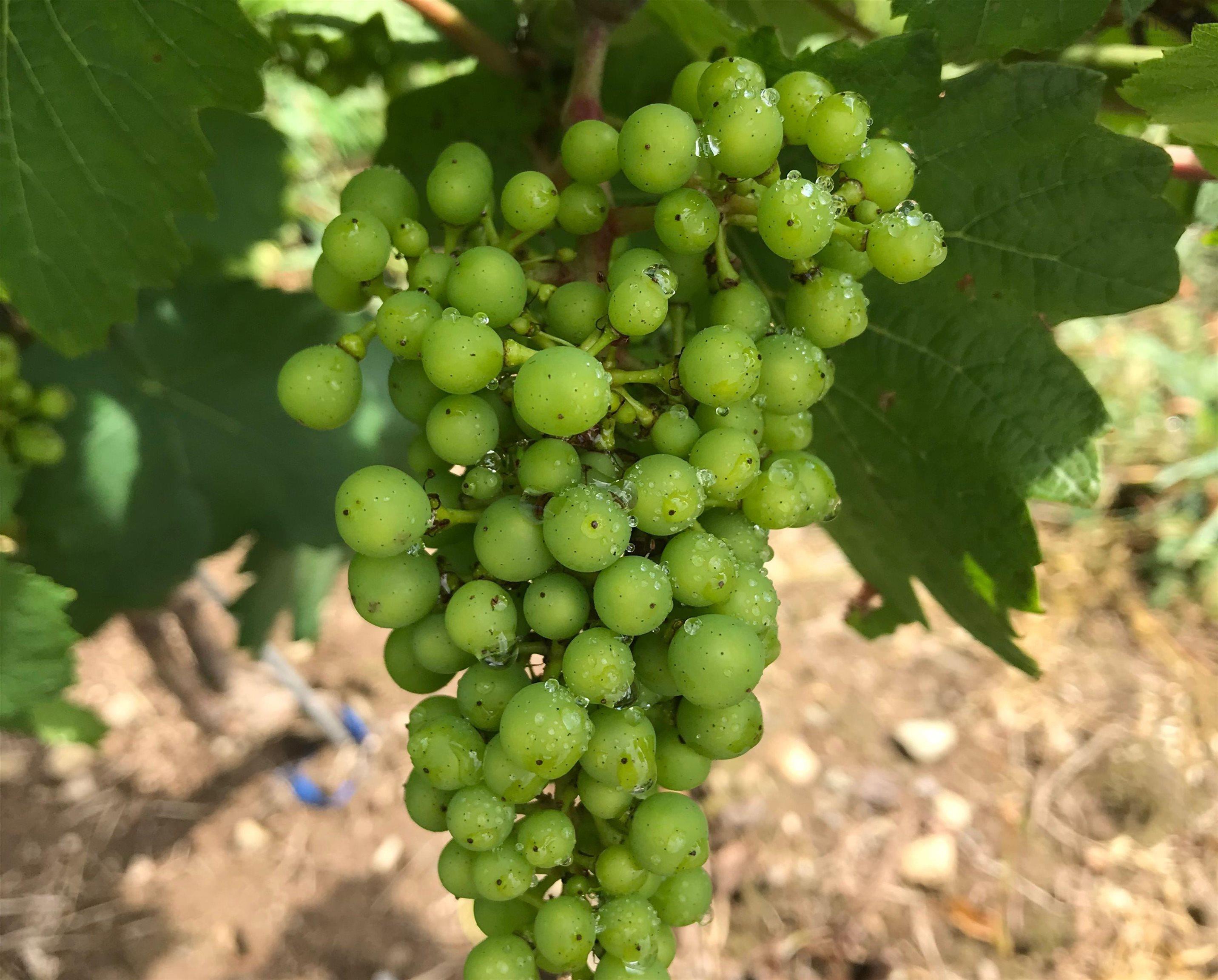 $1,490,000.00: 4113 Highway 340, Carleton