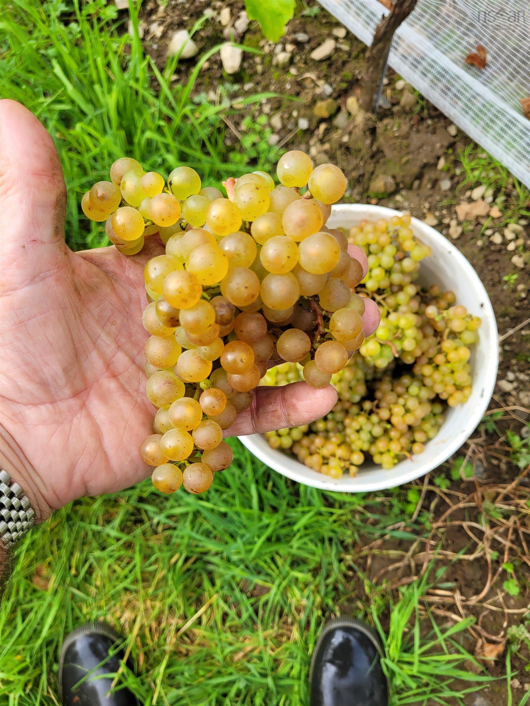 $1,490,000.00: 4113 Highway 340, Carleton