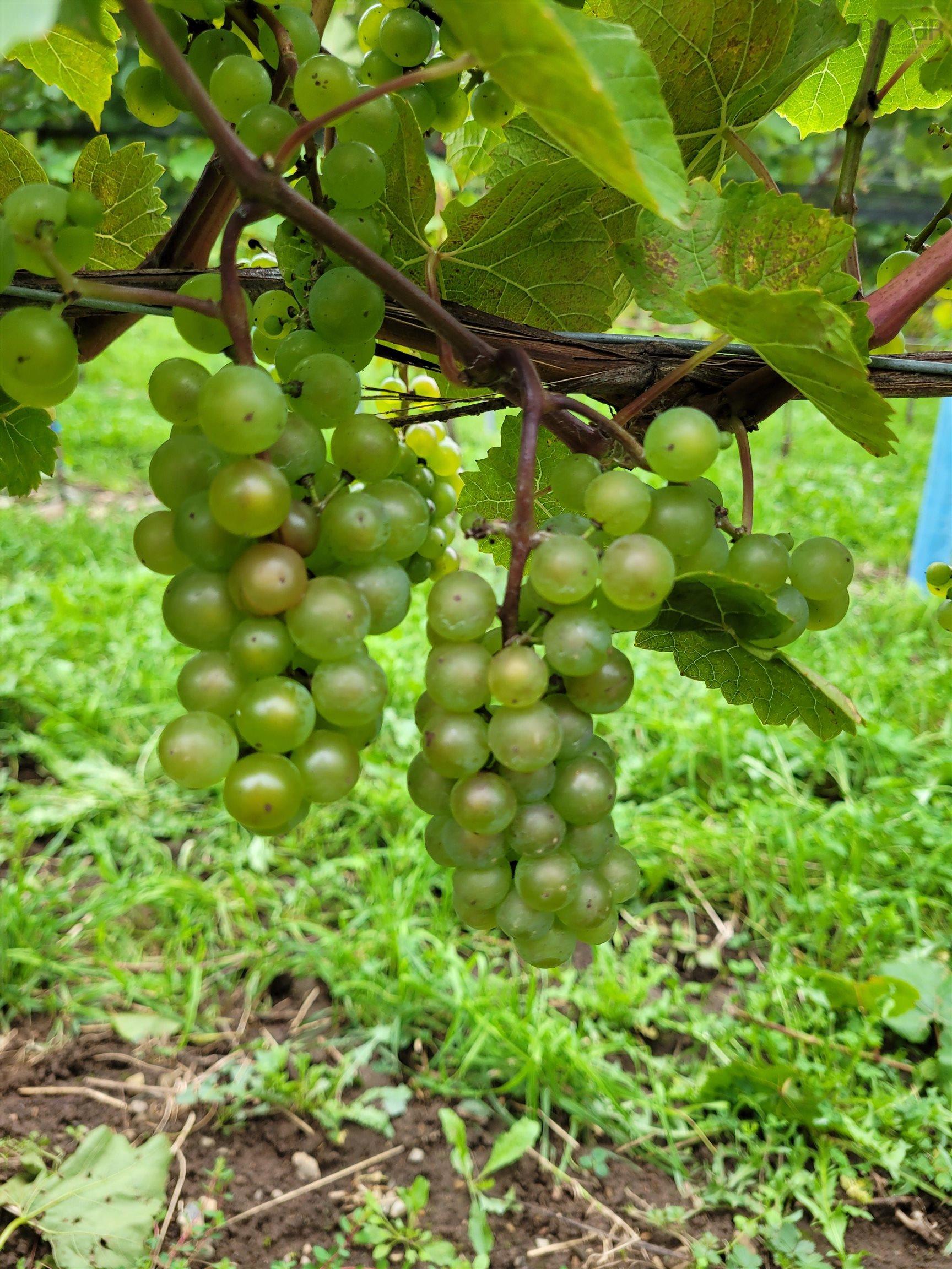 $1,490,000.00: 4113 Highway 340, Carleton