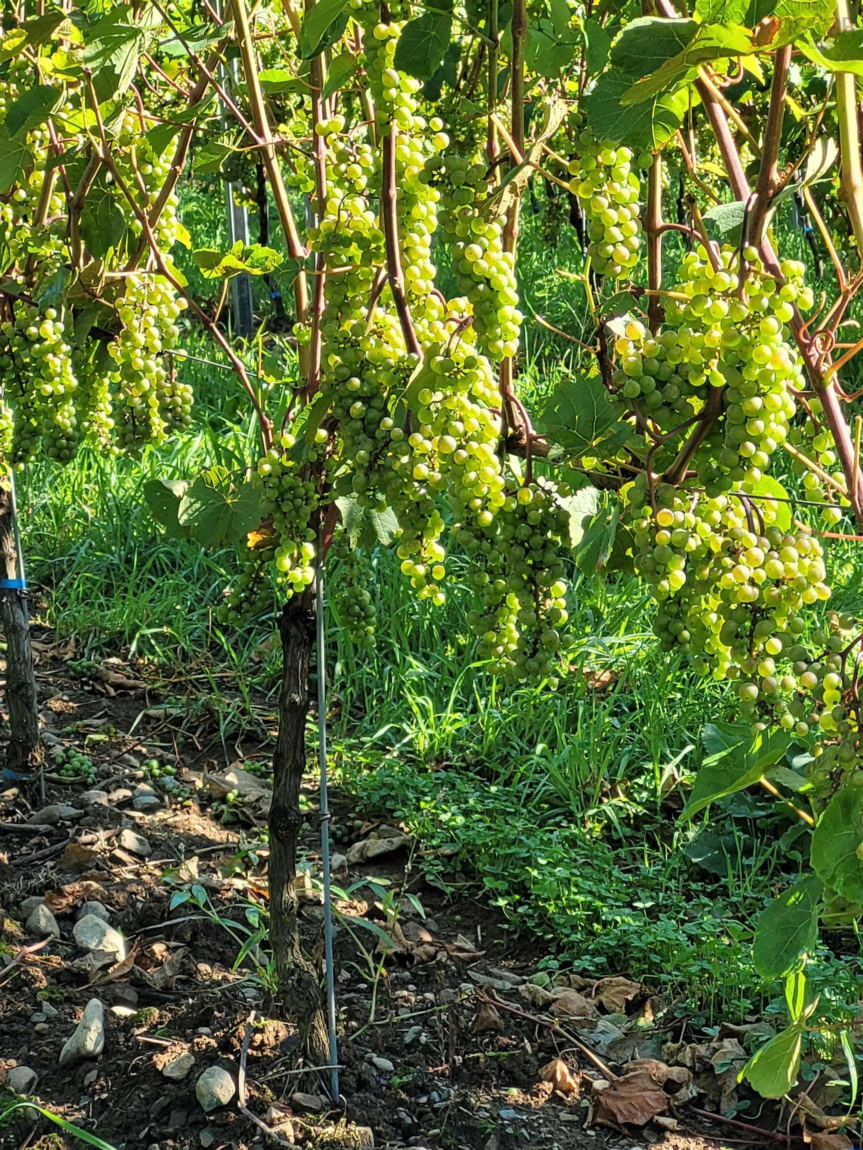 $1,490,000.00: 4113 Highway 340, Carleton