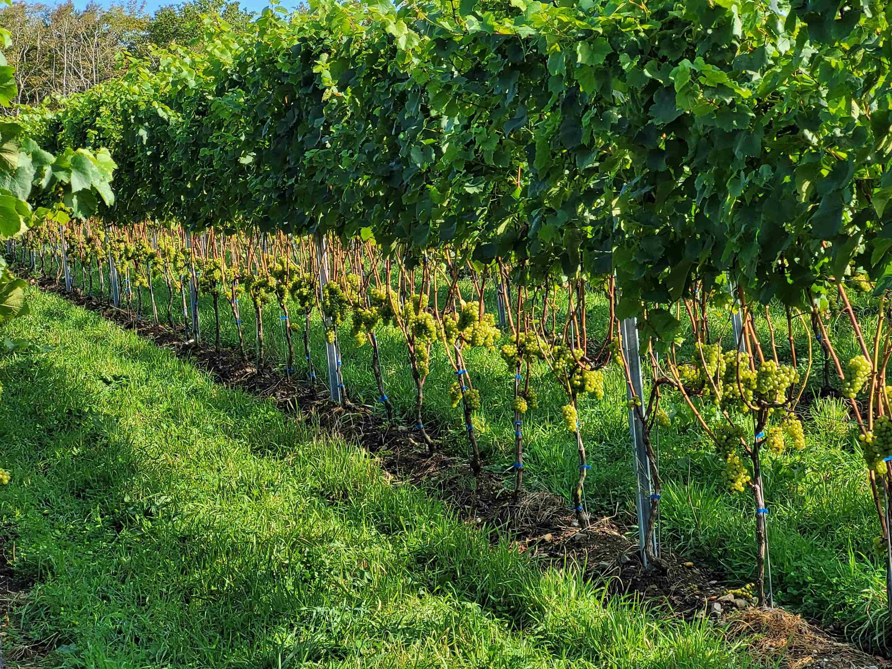 $1,490,000.00: 4113 Highway 340, Carleton