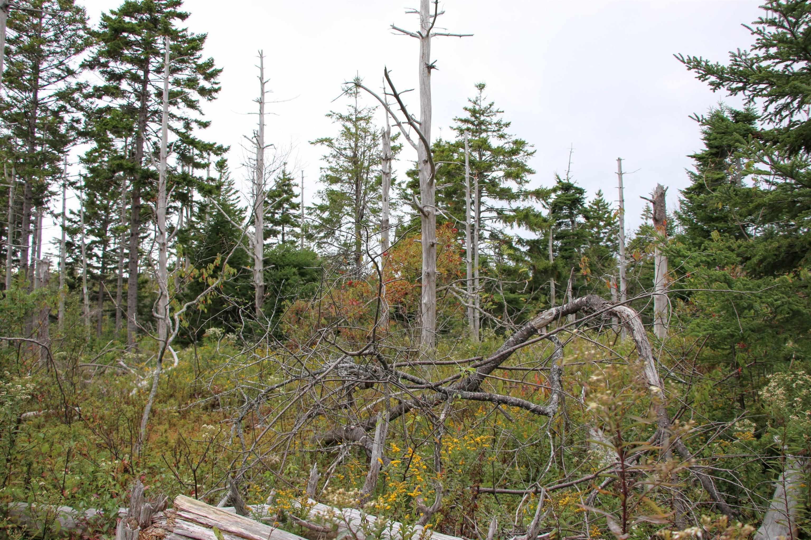 $75,000.00: Highway 16, Hazel Hill