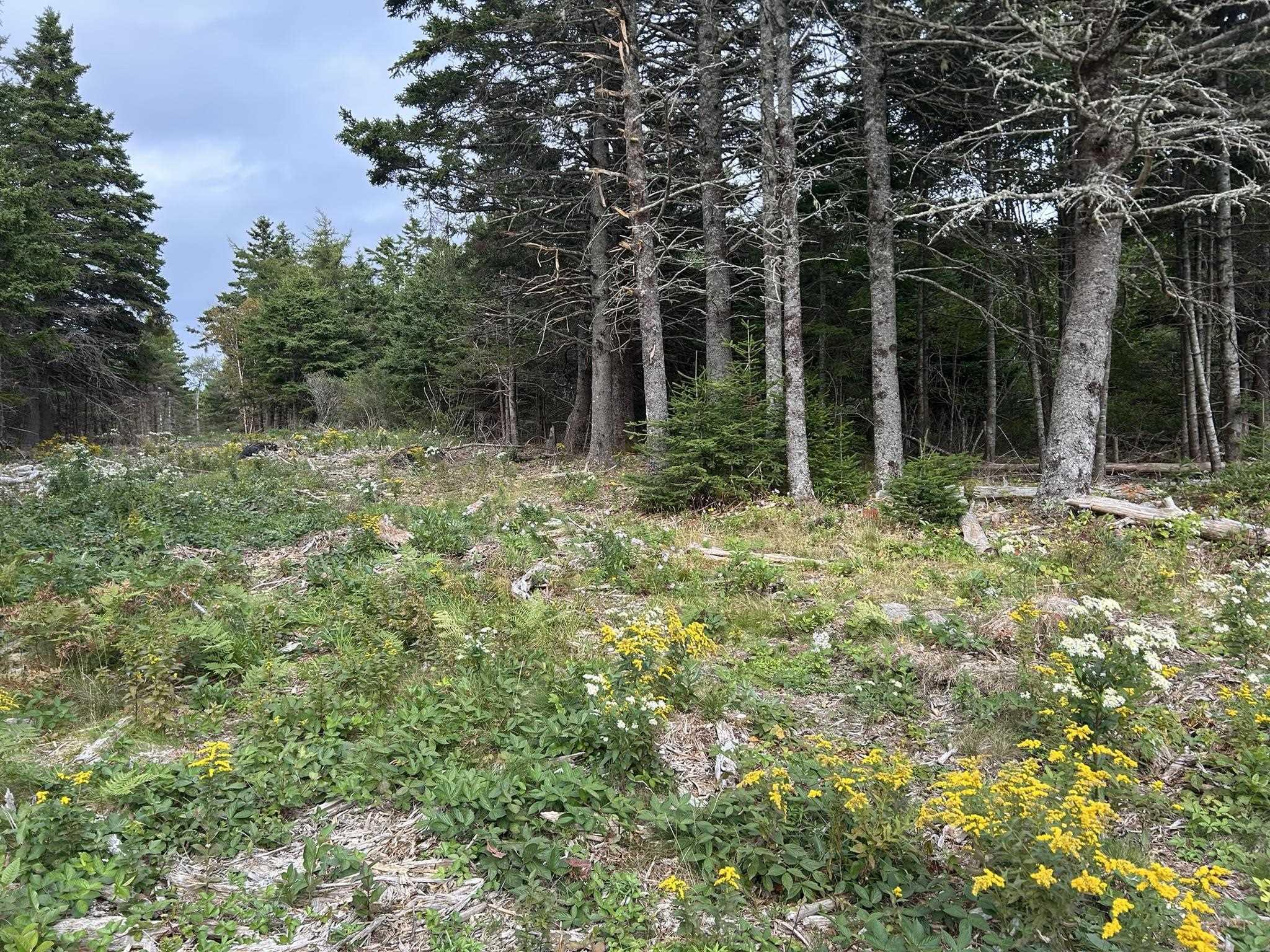 $75,000.00: Highway 16, Hazel Hill