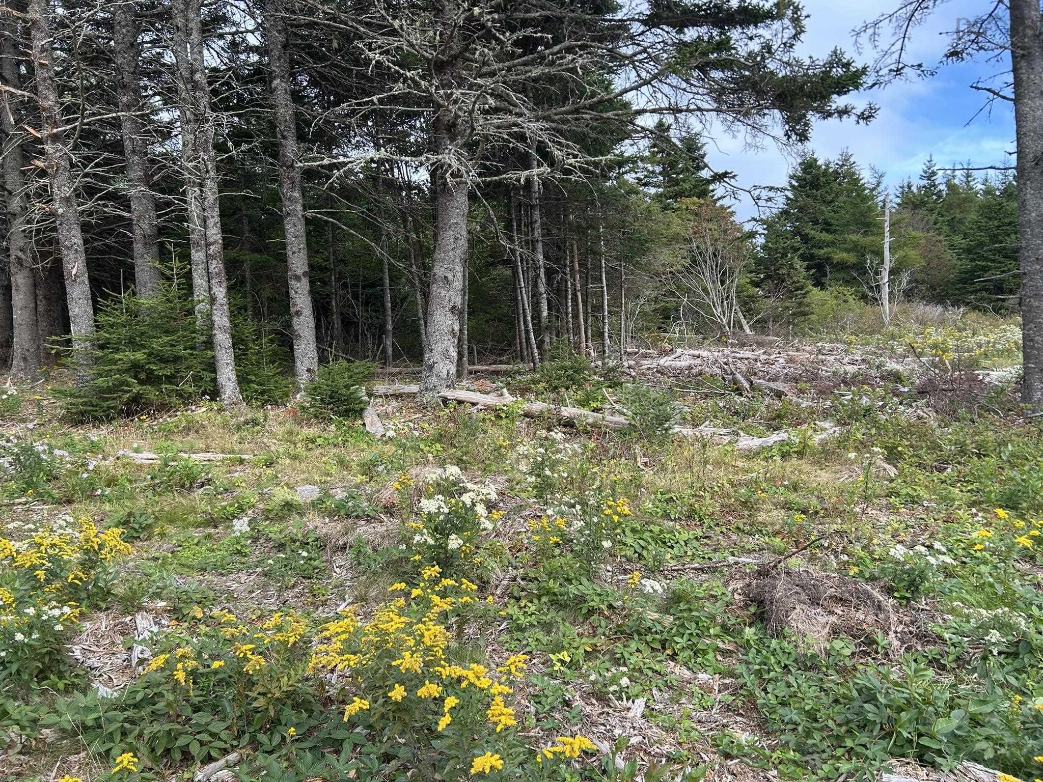 $75,000.00: Highway 16, Hazel Hill