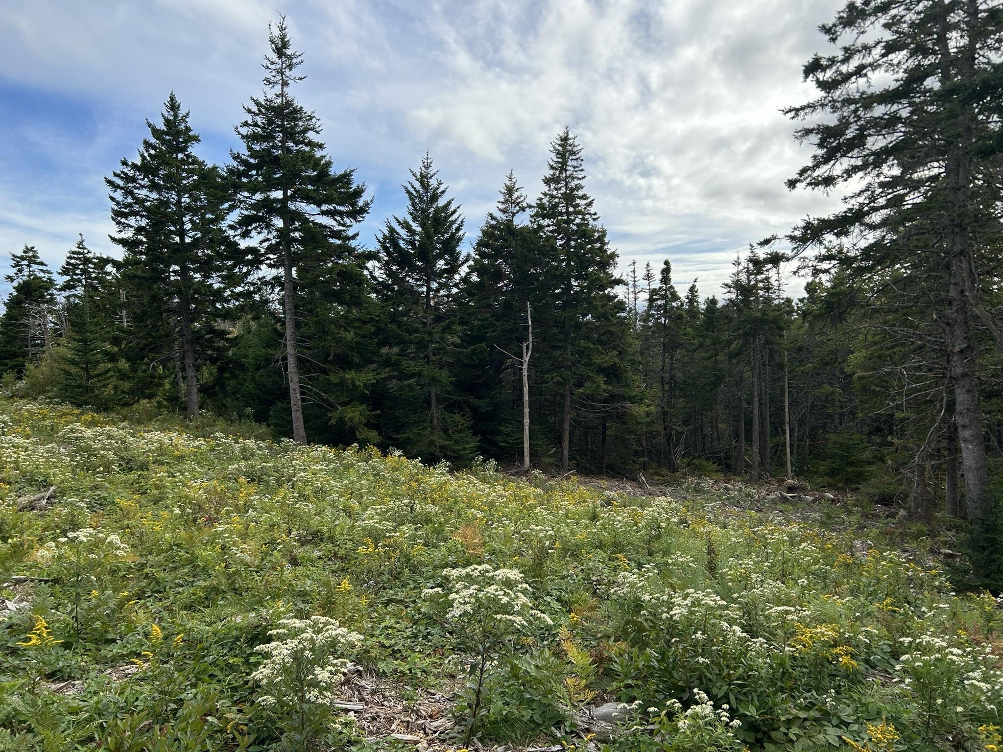 $75,000.00: Highway 16, Hazel Hill