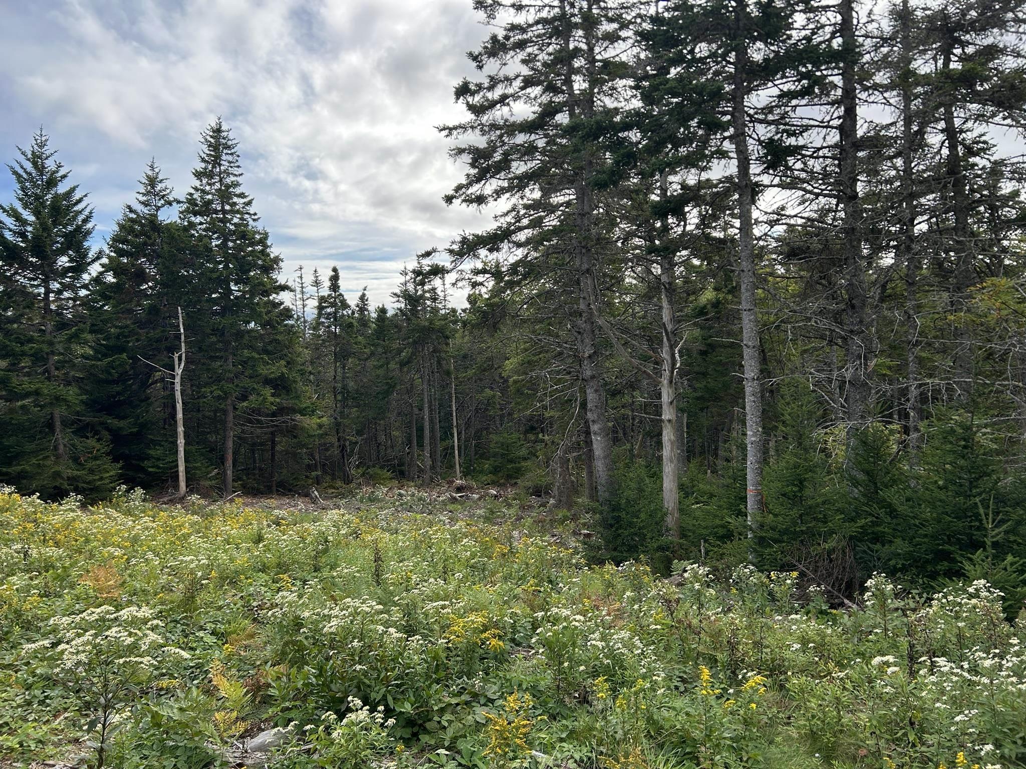 $75,000.00: Highway 16, Hazel Hill