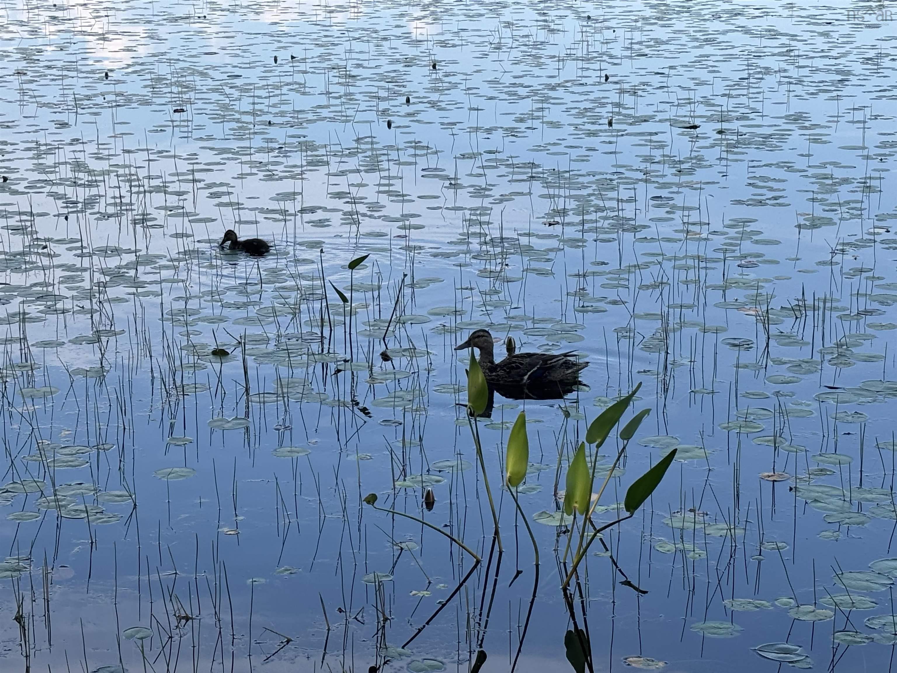 $25,000.00: Lot PID# 60668795 Highway 325, West Clifford