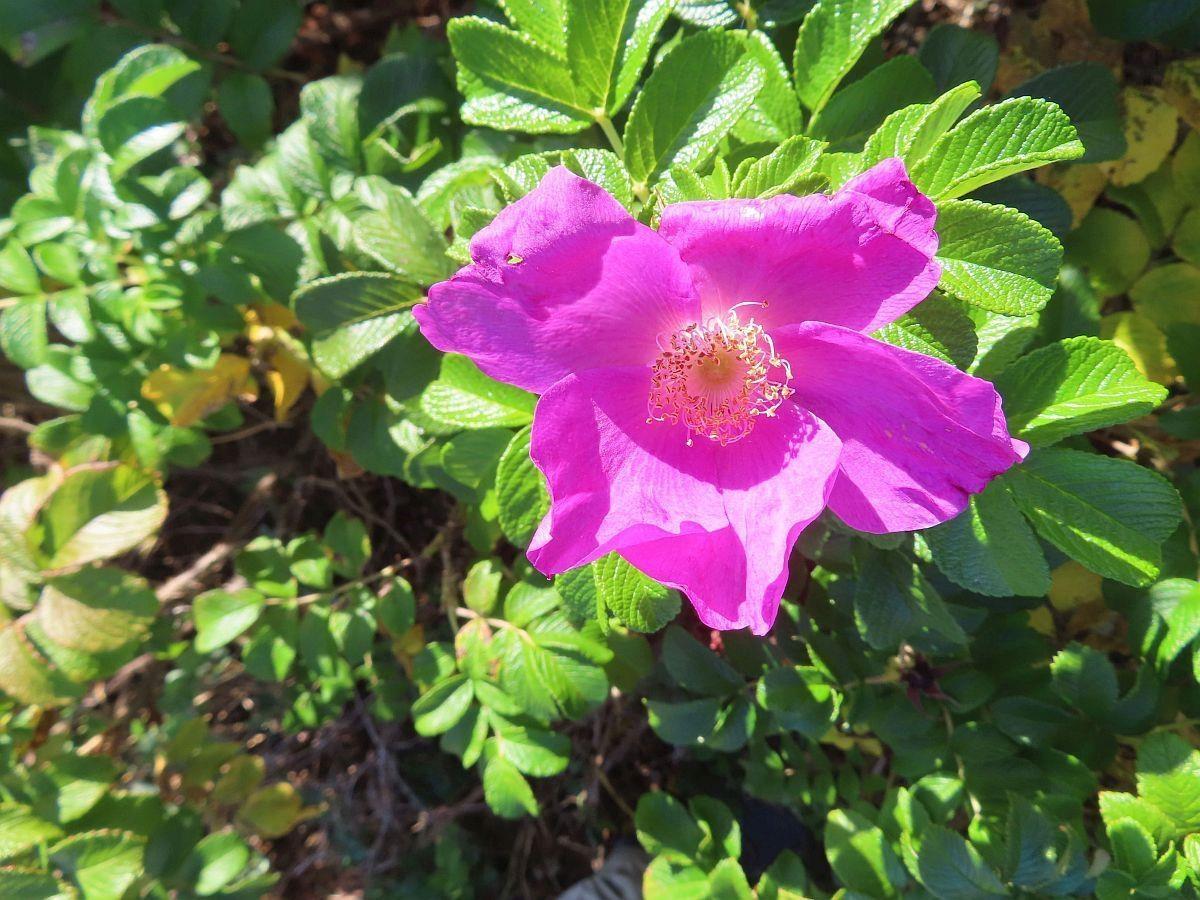 $69,000.00: Lot 31 Belfry Lake Road, Gabarus Lake