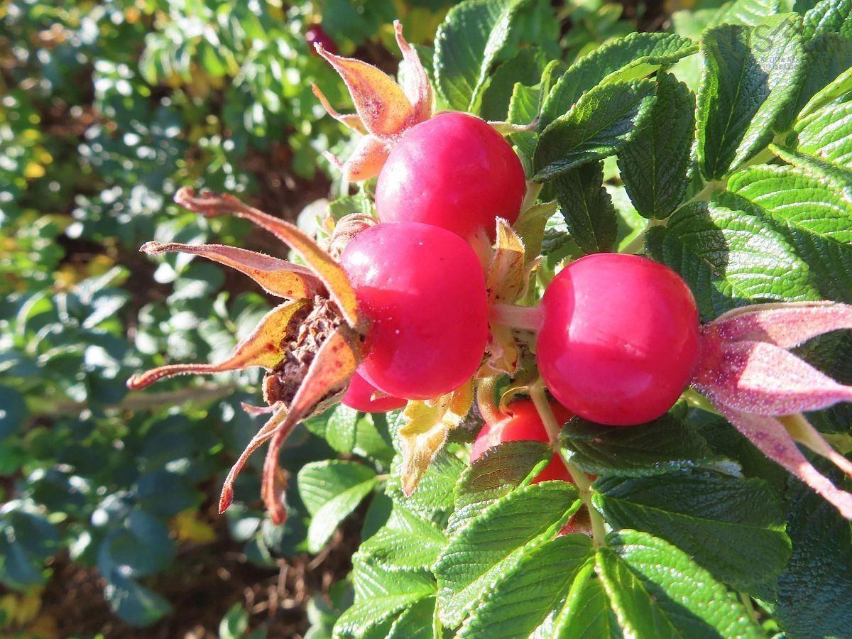 $69,000.00: Lot 31 Belfry Lake Road, Gabarus Lake