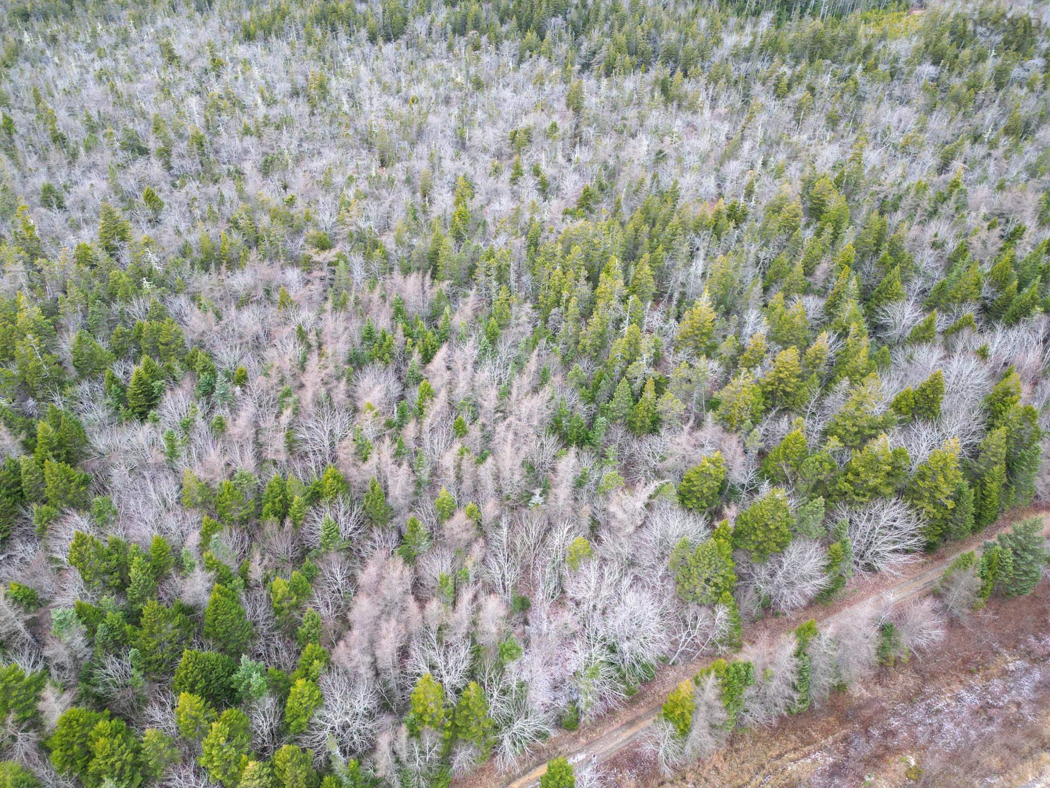 $20,000.00: Lot Highway 101, St. Alphonse