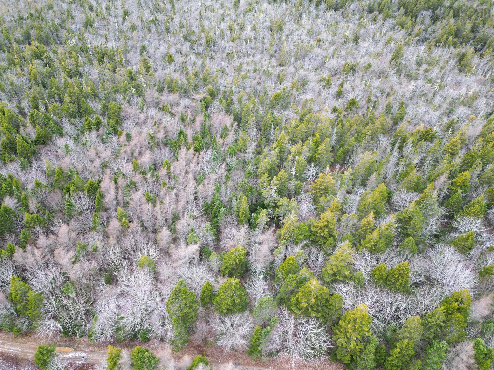 $20,000.00: Lot Highway 101, St. Alphonse