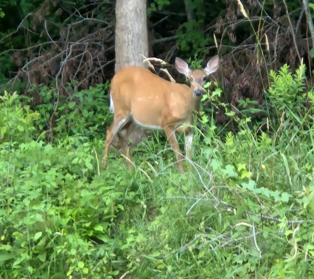 $345,000.00: 114 Bog Road, Berwick