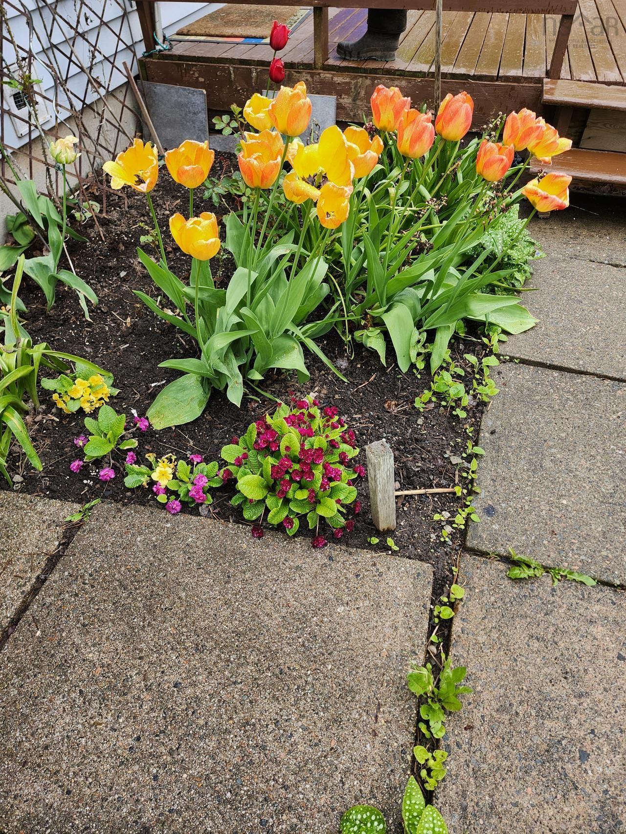 $347,500.00: 22 MacDougall, Antigonish