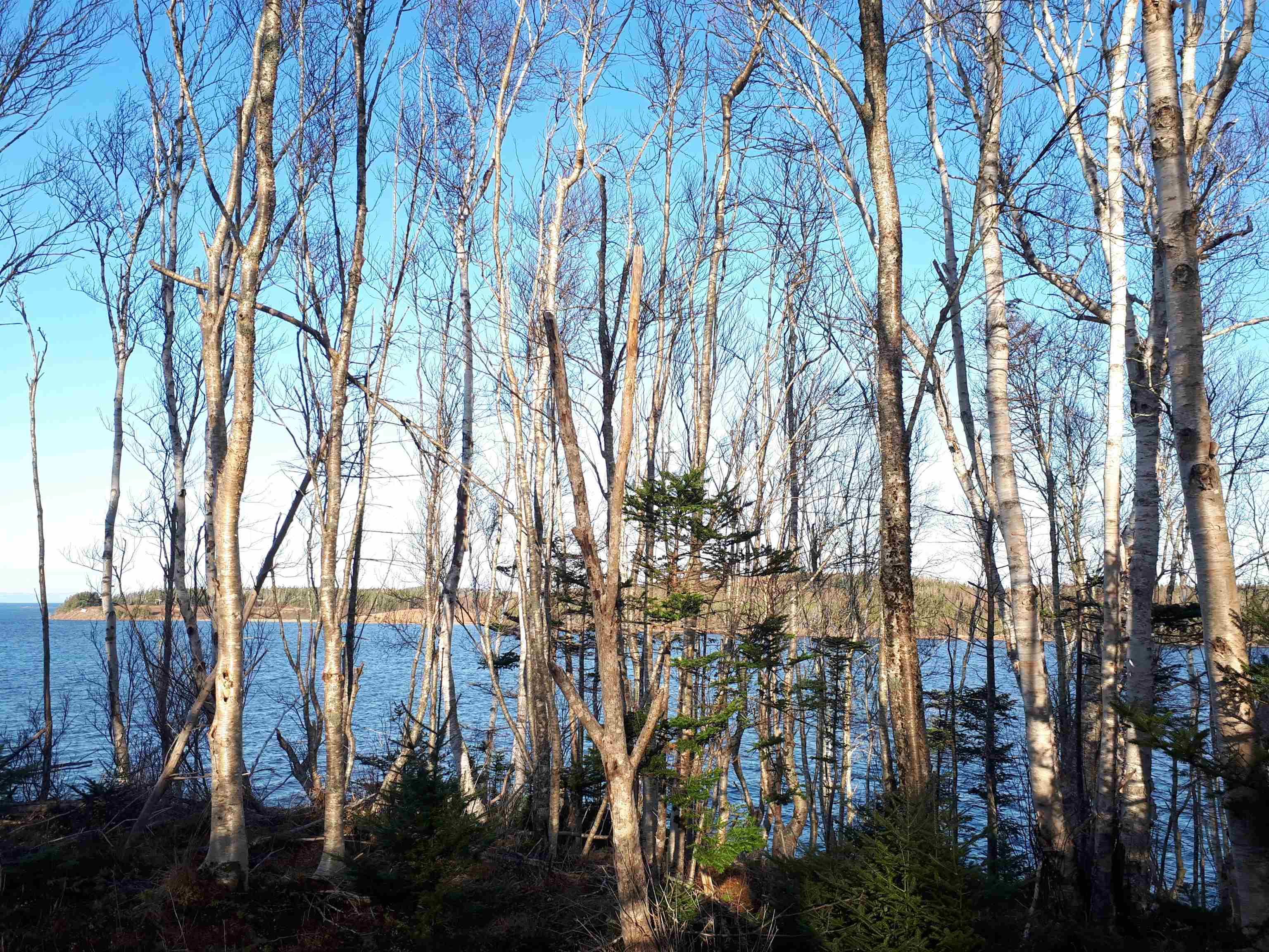 $99,000.00: Lot 17 Torus Dr, Macnabs Cove