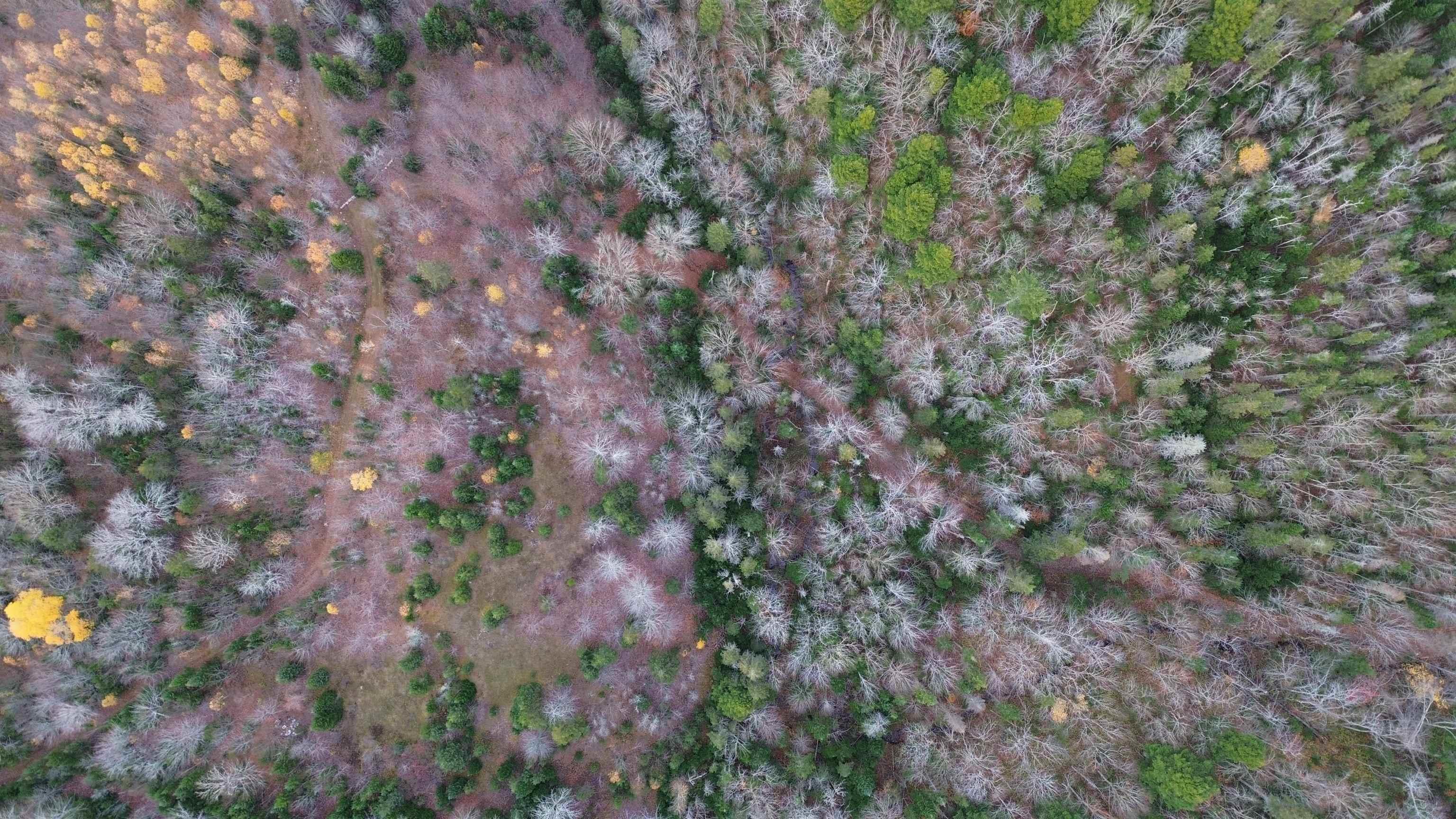 $125,000.00: Rear Boisdale, Boisdale