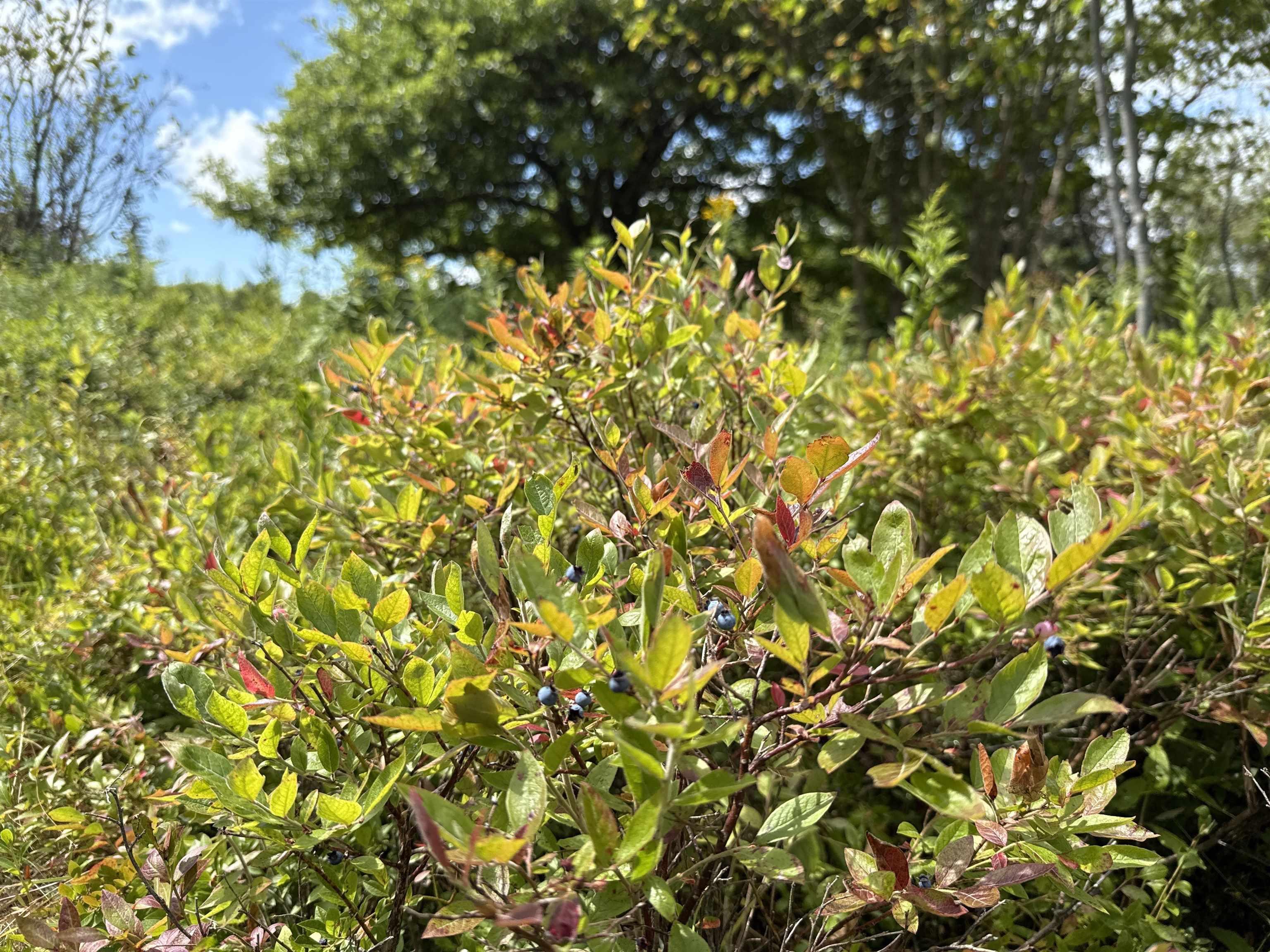 $125,000.00: Rear Boisdale, Boisdale